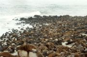Cape - Cross - Kolonie - ca 100000 Robben